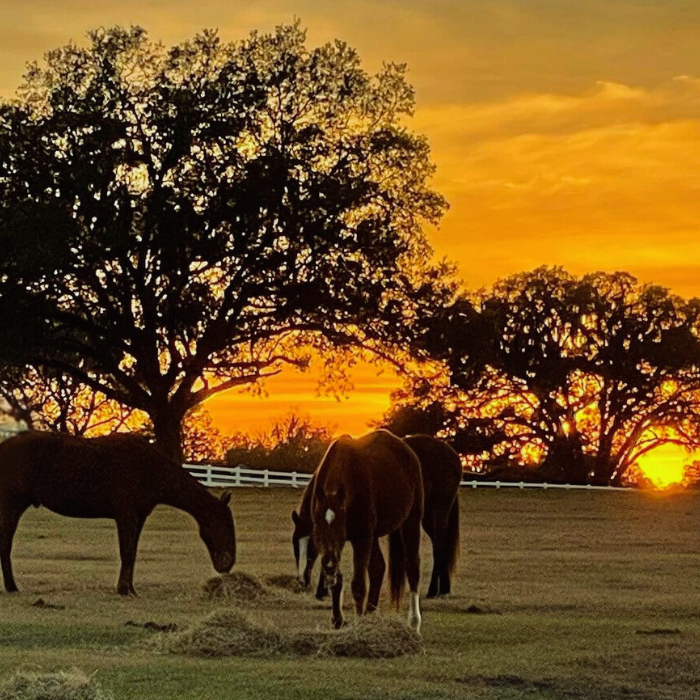 horses-grazing-2
